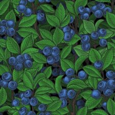 Hazeltjes Blueberry Bosbessen Canvas