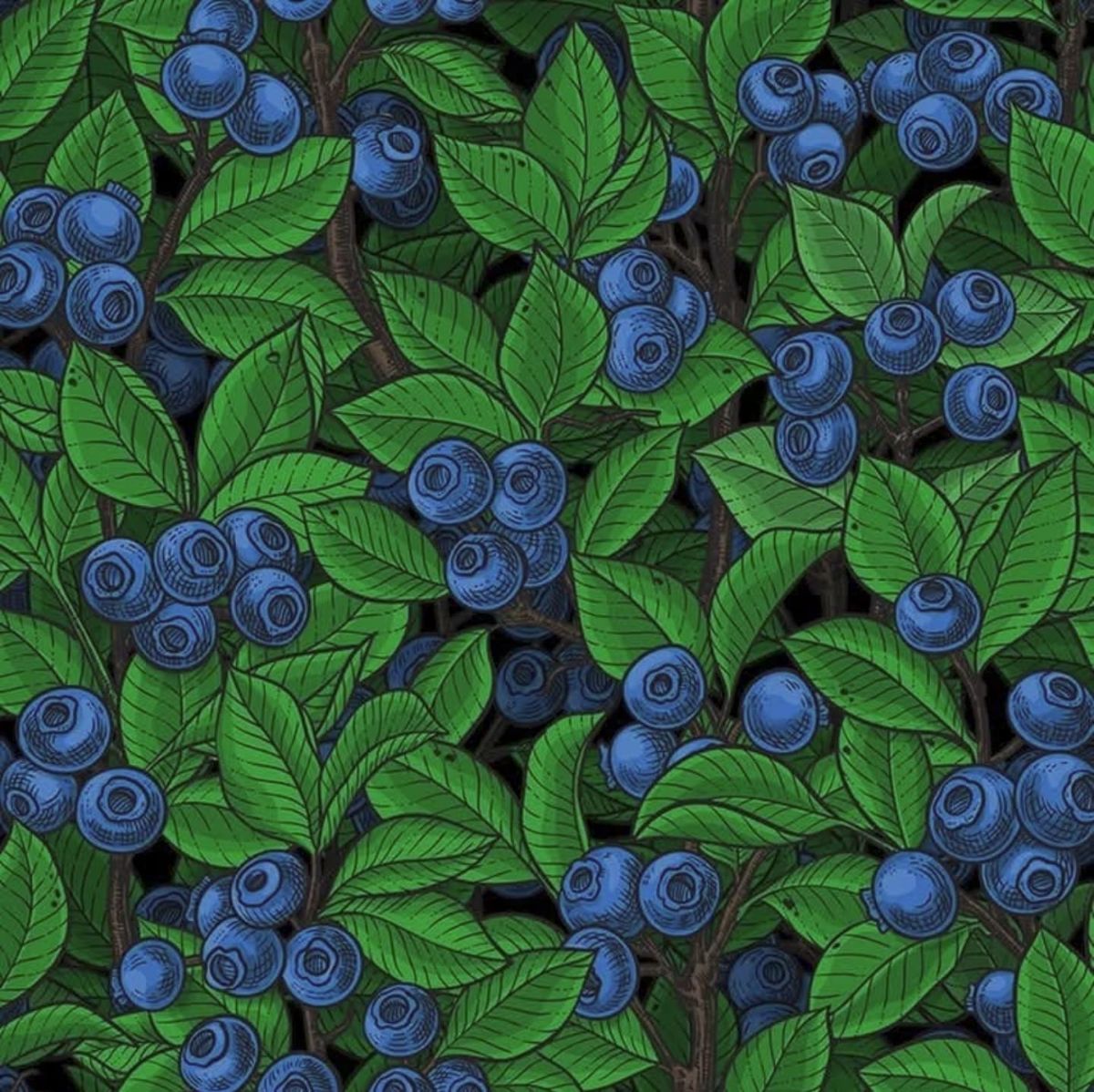 Hazeltjes Blueberry organic summersweat, verwachte levering juli 2026