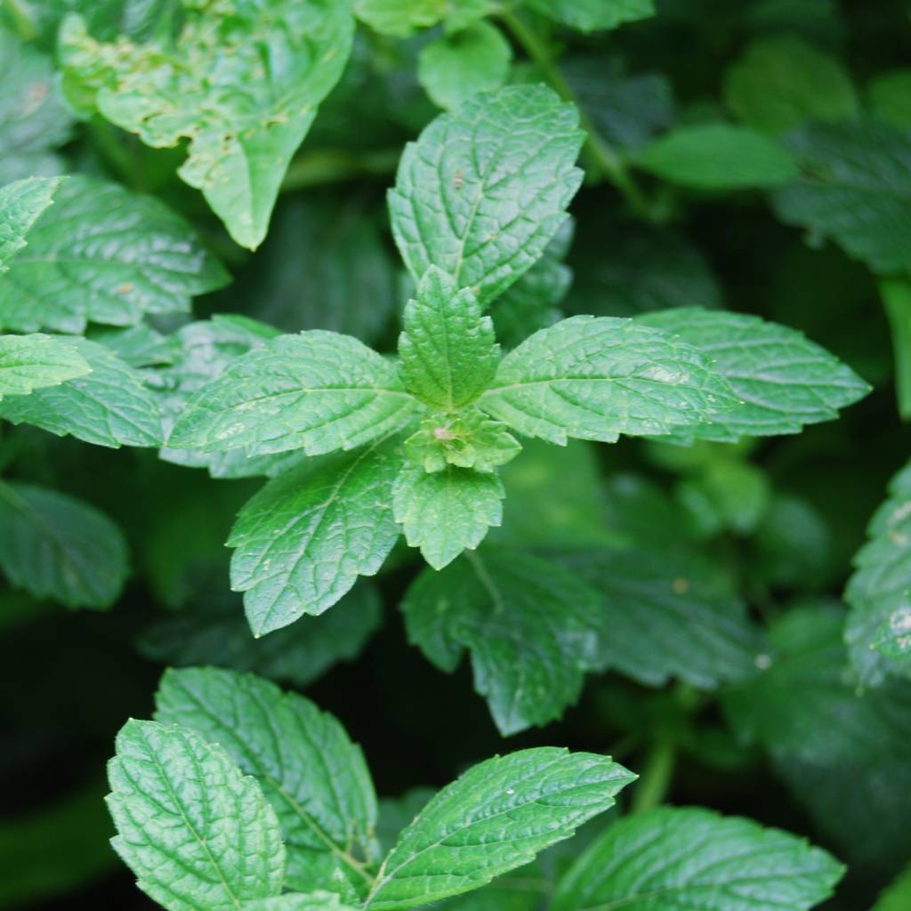 Werfzeep Groene kleizeep - 100 gr - Afbeelding 6