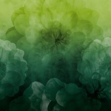 Let op, niet bio! Astrokatze  Dahlia Maxima - lovely green - Modaljersey, verwachte levering eind september 2026