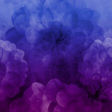 Let op, niet bio! Astrokatze  Dahlia Maxima - electric violet - Modaljersey , verwachte levering eind september 2026